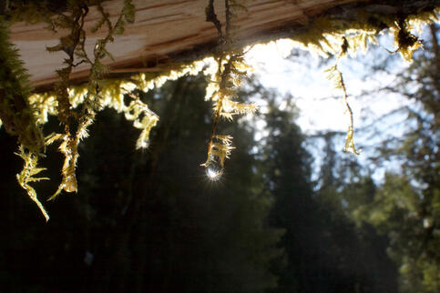 (Umpqua, 2018)
